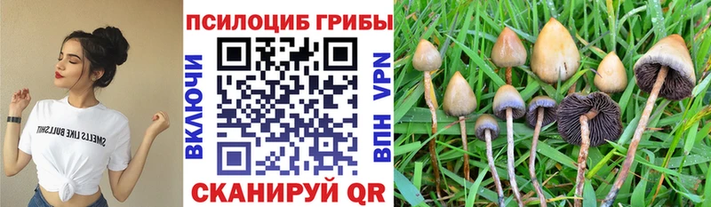 Галлюциногенные грибы Psilocybe  Купить закладки  Славгород 